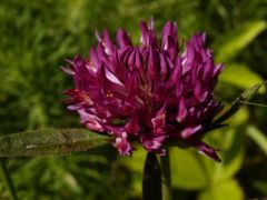 Bíborhere, Trifolium incarnatum