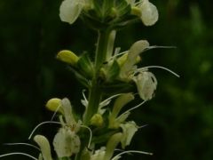 Osztrák zsálya, Salvia austrica