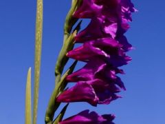Réti kardvirág, Gladiolus imbricatus (védett)