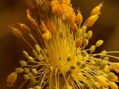 Sárga hagyma, Allium flavium
