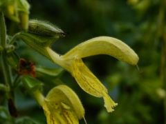 Enyves zsálya, Salvia glutinosa