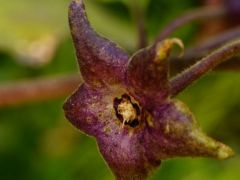 Maszlagos nadragulya, Atropa belladonna