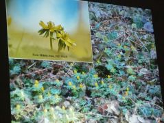 Téltemető - telepítve?