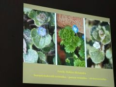 Állítólag a perzsa a legritkább - egyszerűek, de szépek