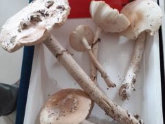 Felénk nem olyan ritka, máshol talán igen