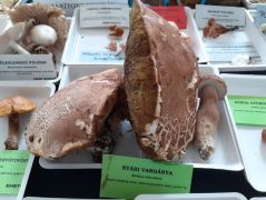 Vargánya nélkül nem élet az élet...