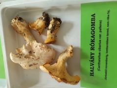 Rókagomba, a drága!