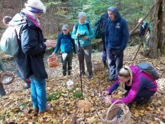 Nagy a fajgazdagság, az útszélen is gomba nő