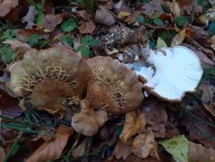 Zöldhátú zsemlegomba - nálunk nincs ilyen