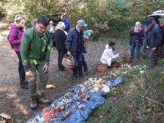 Nemzetségenként igyekszünk csoportosítani