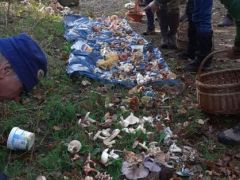 Közben kiszedjük a kiállításra szántakat