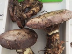 Ilyen nagyok felénk nincsenek