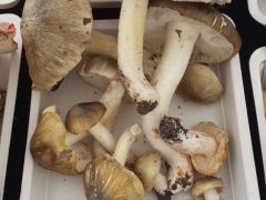 Folyót lehetne rekeszteni velük, annyi van