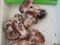 Ez bizony itt is ritka - vigyázni kell a helyére