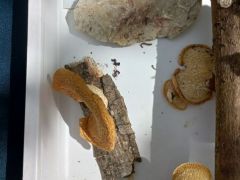 Legalább a céduláink ne szálljanak el!