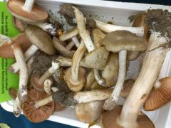 Na a spórapor színe most igazán jól látszik!