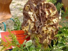 Hatalmas méretű papsapkagomba