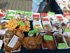 142 gombafaj van az asztalokon