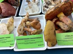 Gyönyörű tinóruféléink vannak