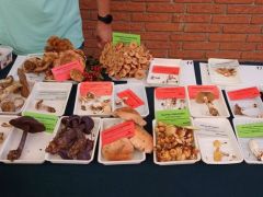 2025.09.20 - Gombakiállítás a "Nyitott Piacok Napja rendezvényen, a Búza téri Vásárcsarnokban