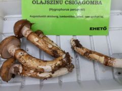 Olajszínű csigagomba - vigyázni kell vele