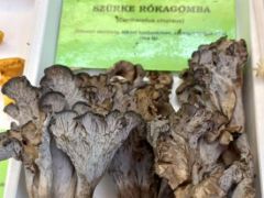 Szürke rókagomba került elő!