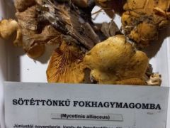 Narancssárga laskagomba - vannak stabil helyeink rá