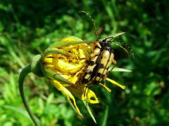 Szenvedélyes nyár...