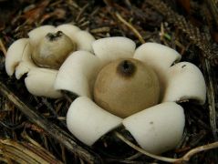 Potyautas