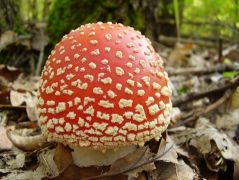 Gömböc