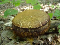 Hamburger-gomba