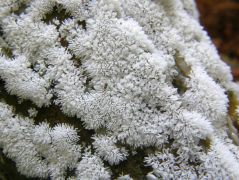 Korall nyálkagomba*