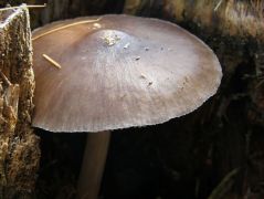 Barna csengettyűgomba