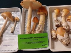 Selyemgombák, talán már érvényes néven