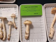 Magyar neve még nem mindnek van