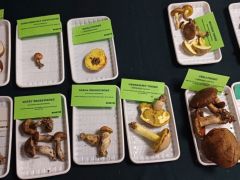 Akadtak tinóruk is - elég kevés