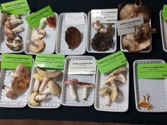 Galambgombából volt bőven