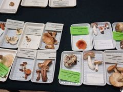 159 faj példányai az asztalokon - volt jobb!