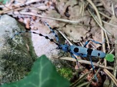 Havasi cincér, az erdő legszebbjeiből