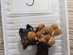 Eljött a gomba szépségverseny ideje