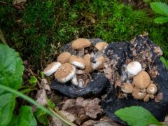 A nyertes porzó élősdigomba, az élőhelyén (?)