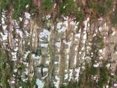 Végülis ez is gomba...