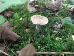 Száradozó májusi pereszke