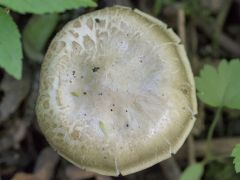 A tövisaljagombák megöregedtek, szárazak -