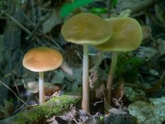 Nyálkás gyökeresfülőke