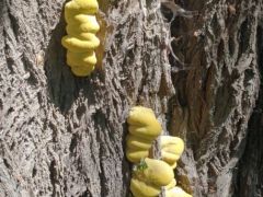 Indul a sárga gévagomba - de módjával