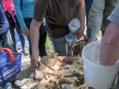 Jön a fajhatározás, kipakolunk