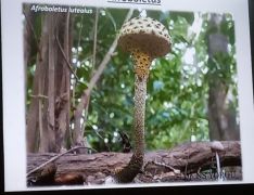 Tinóru faj Afrikából