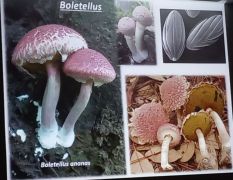 Tinóru faj gallérral. És így tovább - újdonságok tömege