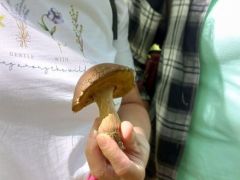 A Csanyik felé túrázók első tinóruja, egyben az utolsó is - de jól mutat...